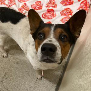 Toga, Cattle Dog, Australian (Blue Heeler), adult, available for adoption