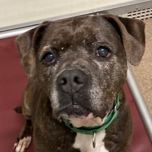 The Queen, Mixed Breed (Large), senior, available for adoption