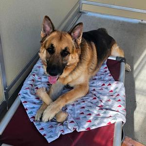 Bubba, Shepherd, German, adult, available for adoption