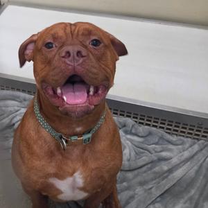 Hades, Mastiff, adult, available for adoption