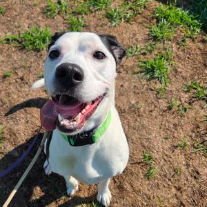 Gracie, Mixed Breed (Medium), adult, available for adoption
