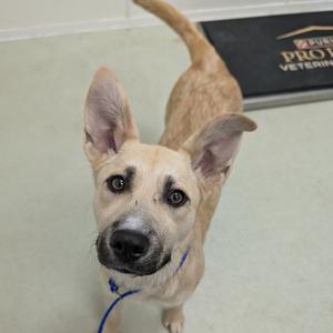 Lucy, Mixed Breed (Medium), adult, available for adoption