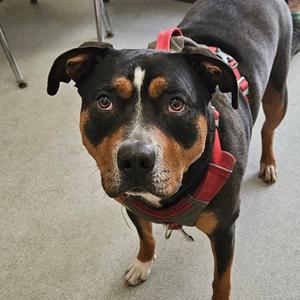 Lucy, Terrier, adult, available for adoption