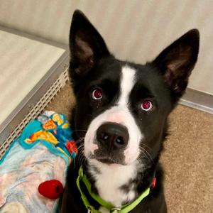 Bandit, Mixed Breed (Large), adult, available for adoption