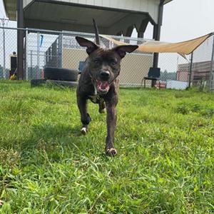Baby Girl, Terrier, Pit Bull, senior, available for adoption