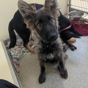 Rook dark long hair blue collar, Shepherd, German, adult, available for adoption