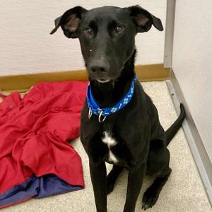 Gonzo, Mixed Breed (Large), adult, available for adoption