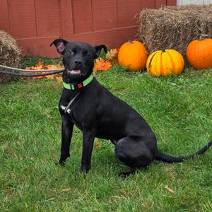 Andi, Terrier, Pit Bull, adult, available for adoption