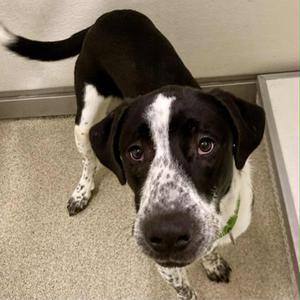 Scooby, Mixed Breed (Medium), adult, available for adoption