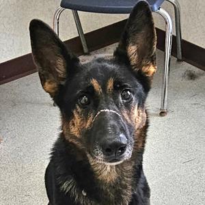 Reese, Shepherd, German, adult, available for adoption
