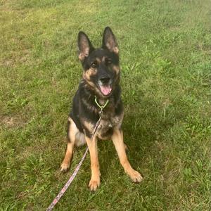 A German Shepherd dog sitting on a grassy field, wearing a collar and leash, with its mouth open and tongue out.