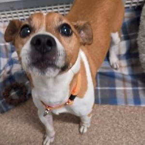 Robby (Taco), Mixed Breed (Small), adult, available for adoption