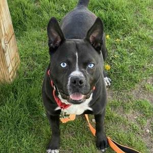 Baila, Mixed Breed (Medium), adult, available for adoption