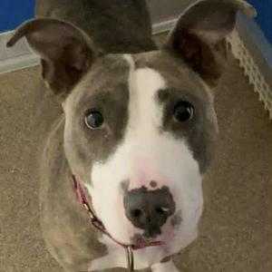 Mitzi, Terrier, Pit Bull, adult, available for adoption