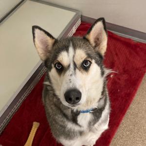 Electra (Rascal), Husky, senior, available for adoption