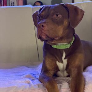 Daphne (Shelby), Terrier, Pit Bull, adult, available for adoption