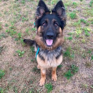 Theodora, Shepherd, adult, available for adoption