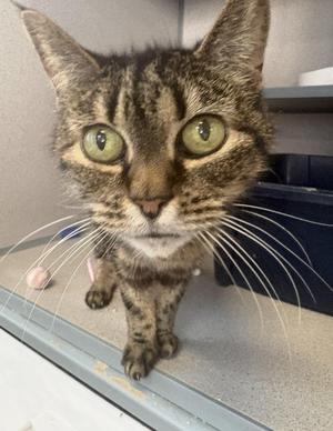 Carol, adult, available for adoption