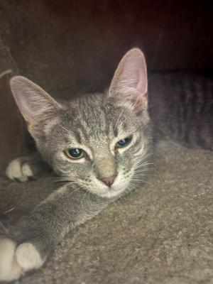 A gray tabby cat with white paws lying on a carpeted surface.