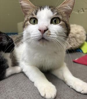 Priestess, adult, available for adoption