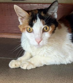 Eliza, senior, available for adoption