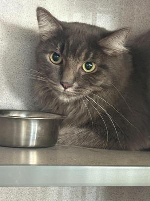 A fluffy gray cat with green eyes sitting next to a metal bowl.