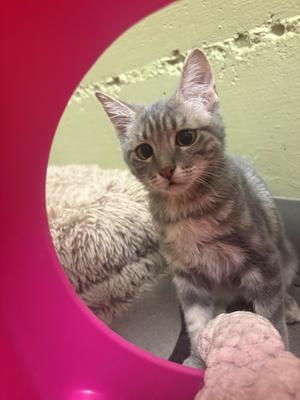 Bert, kitten, available for adoption