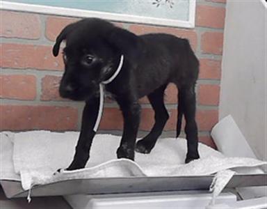 A2101234, Labrador Retriever, puppy, available for adoption