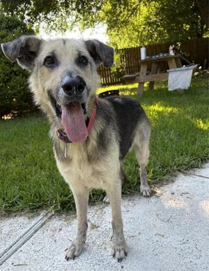 ACE, German Shepherd Dog, senior, available for adoption