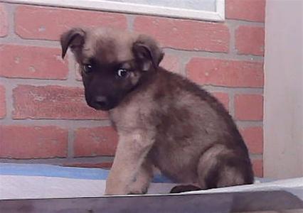A small brown puppy sitting on a blue surface in front of a brick wall.