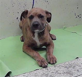 A brown dog with a white chest and black nose is lying on a green mat. The dog has floppy ears and is looking directly at the camera. The background is a plain wall with some stains.