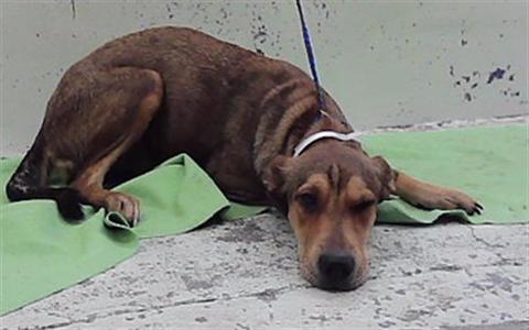 A2099928, German Shepherd Dog, adult, available for adoption