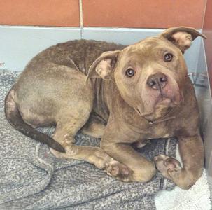 A brown dog lying on a blanket with its head turned to the side, looking at the camera.