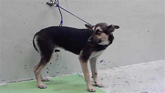 A2101122, German Shepherd Dog, adult, available for adoption
