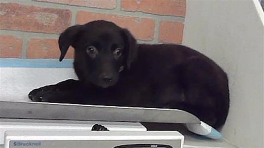 ALEINA, German Shepherd Dog, puppy, available for adoption