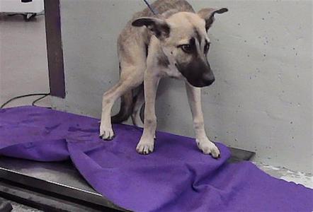ALADDIN, Labrador Retriever, young, available for adoption