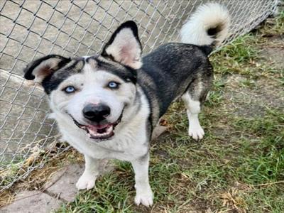 ARCTIC, Siberian Husky, adult, available for adoption