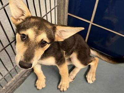 AELLA, German Shepherd Dog, puppy, available for adoption