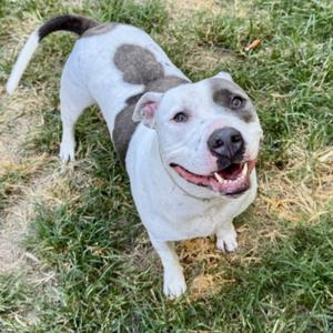ASTRO, Staffordshire Bull Terrier, adult, available for adoption