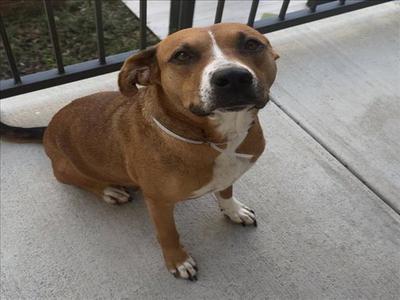 BELLE, Staffordshire Bull Terrier, adult, available for adoption