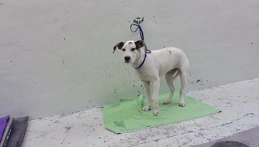 A white dog with black spots standing on a green mat, wearing a blue collar and leash.