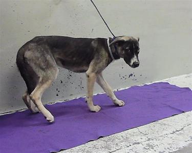 ABBA, German Shepherd Dog, young, available for adoption