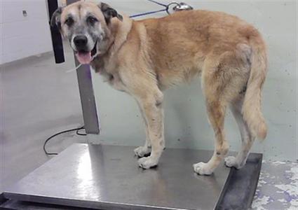 A brown dog standing on a metal scale in a room.