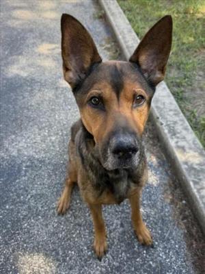 A German Shepherd dog sitting on a paved surface, looking directly at the camera.