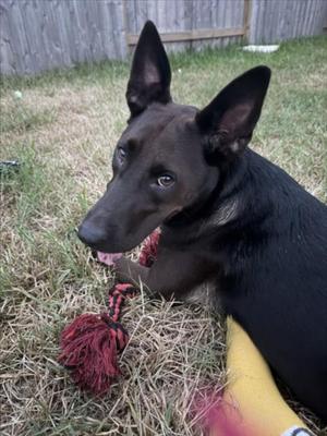 AZTECA, Labrador Retriever, adult, available for adoption