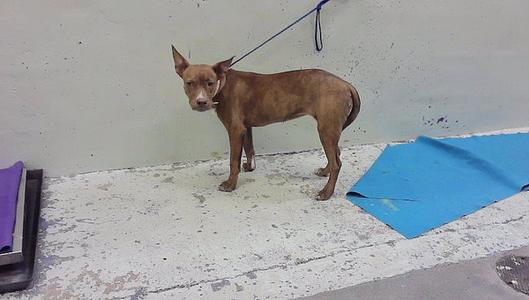 a brown dog standing on a concrete floor with a blue leash attached to its collar