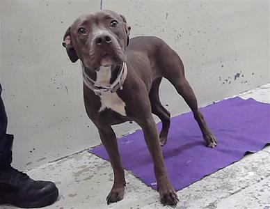 a brown dog standing on a purple mat