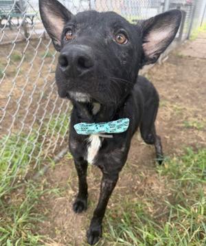 A black dog with a blue bowtie standing on grass in front of a chain-link fence.
