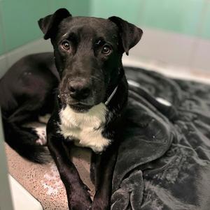 BASHFUL, Staffordshire Bull Terrier, adult, available for adoption