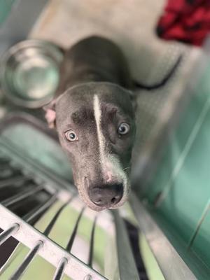 A close-up of a gray dog with a white stripe on its face, looking up at the camera from inside a cage.